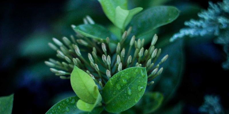 从种植到成品：揭秘萨纳林有机圣约翰草的全产业链质量控制体系