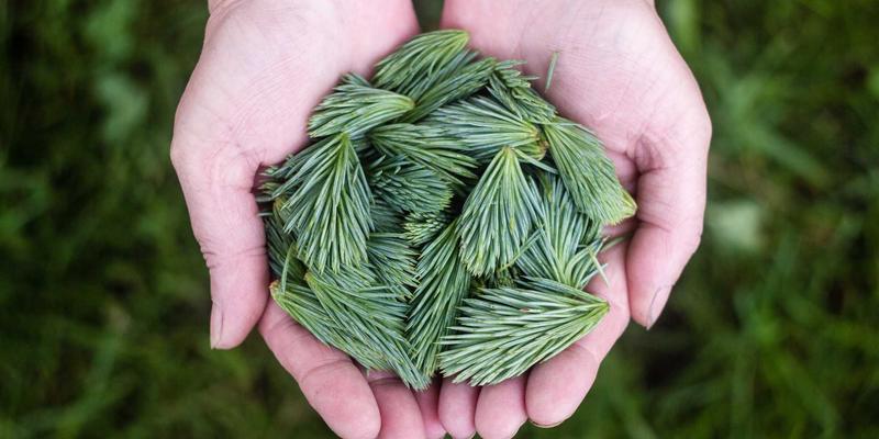 天然有机养生新发现：萨纳林如何通过调节肠道菌群平衡情绪与消化健康