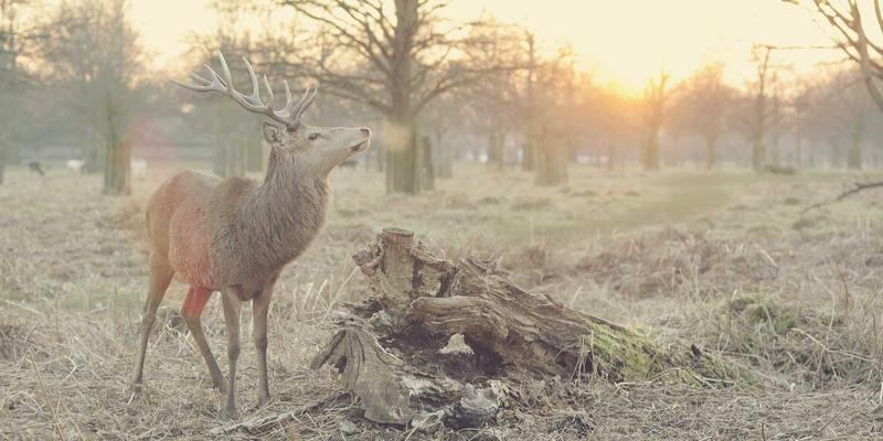 萨纳林24：探索天然养生新维度，揭秘现代保健品的科学内涵
