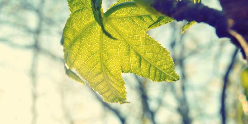 萨纳林26：科学解析这款热门保健品的养生奥秘与适用指南