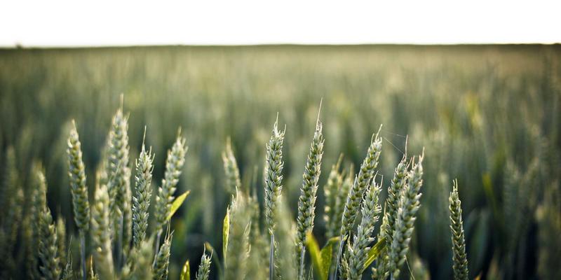 萨纳林65：揭秘这款有机保健品如何成为现代养生新选择