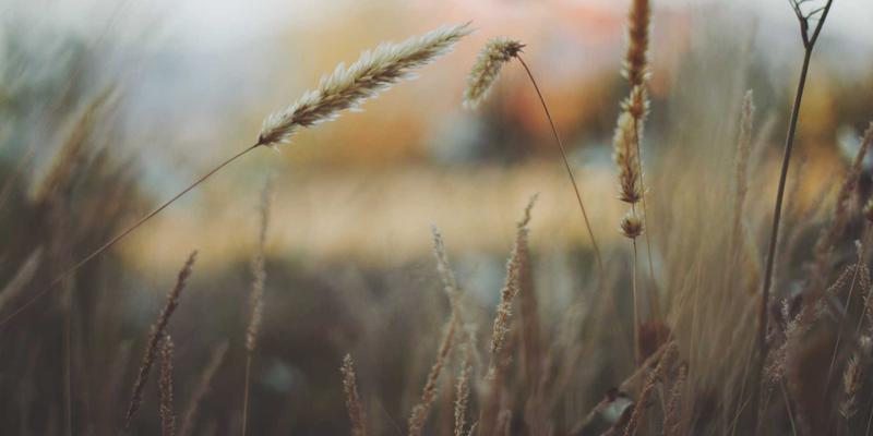 萨纳林68：探索天然养生新境界，回归自然健康本源