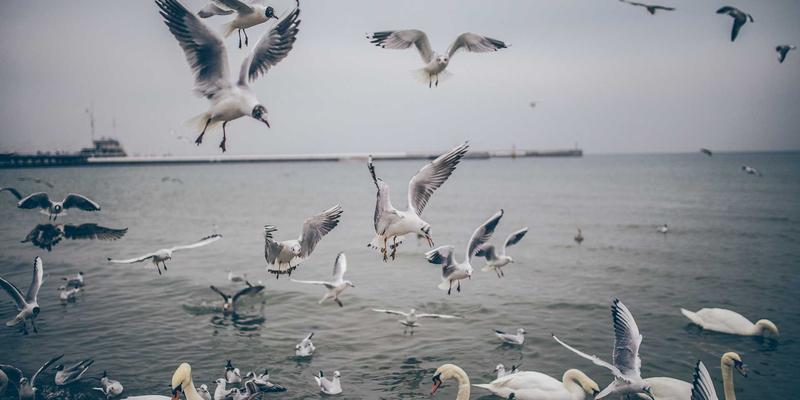 萨纳林与认知功能改善：天然成分如何科学支持记忆力与专注力提升