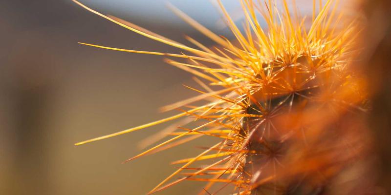 萨纳林案例分析：揭秘有机养生品牌的成功之道