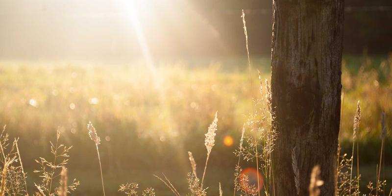 萨纳林：评估自然疗法在焦虑管理中的有效性与安全未来